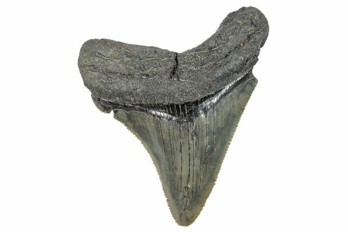Serrated, Chubutensis Tooth - Megalodon Ancestor #259575